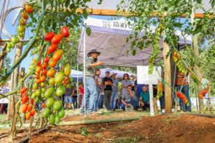 Propriedade de Apucarana vira referência na produção de tomate orgânico 